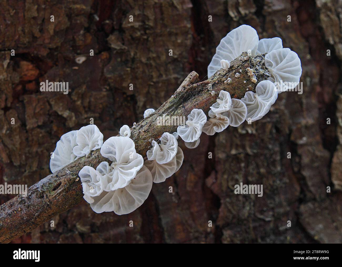 Campanella Species, Campanella è un genere di funghi della famiglia delle Marasmiaceae. Il genere ha una distribuzione diffusa, soprattutto nelle regioni tropicali, e contiene circa 40 specie Foto Stock