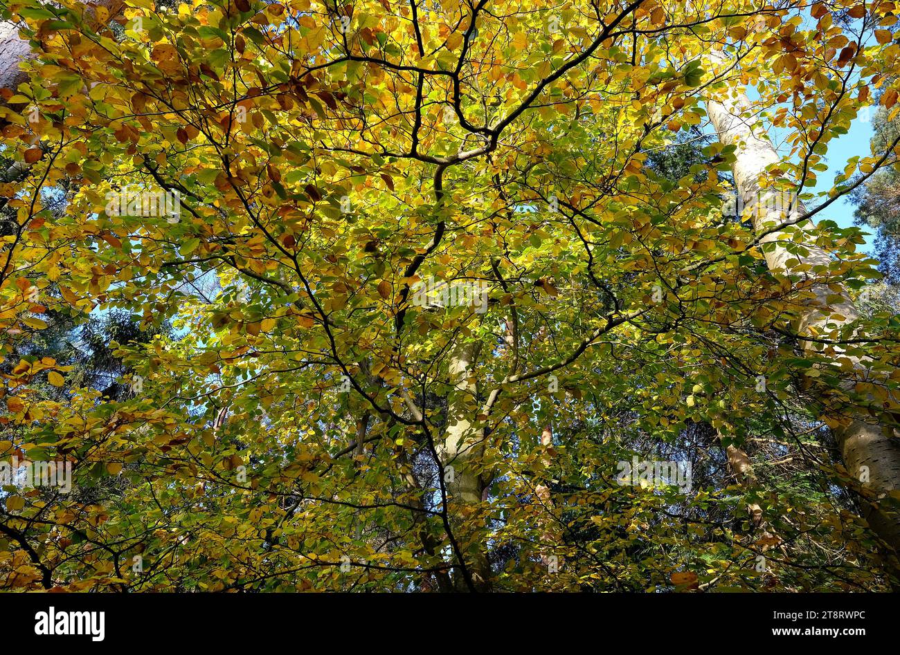 foglie autunnali in ambiente boschivo, norfolk, inghilterra Foto Stock