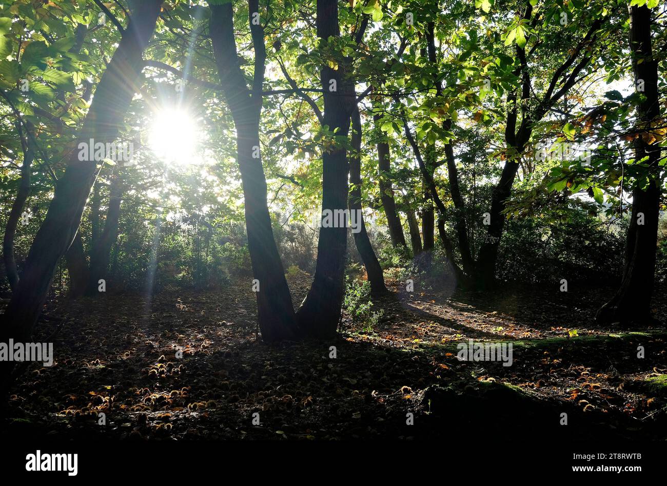 sunburst tra gli alberi in autunno bosco, norfolk, inghilterra Foto Stock