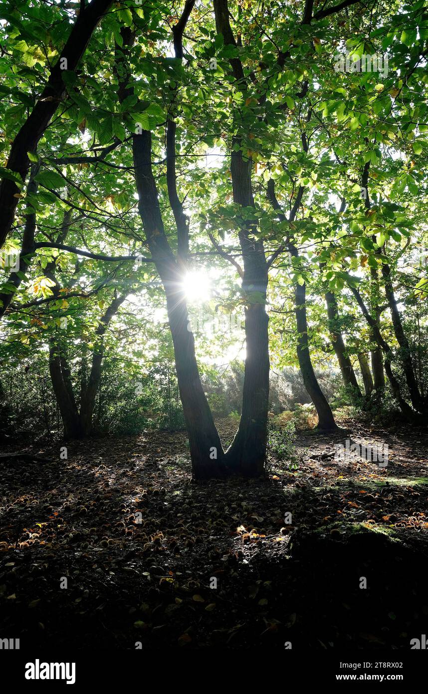 sunburst tra gli alberi in autunno bosco, norfolk, inghilterra Foto Stock