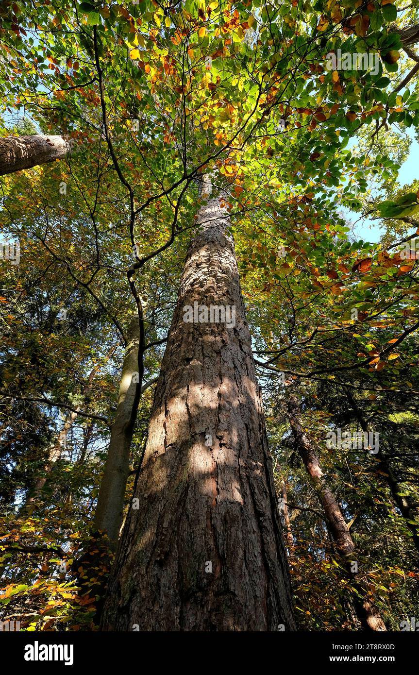 alto tronco di alberi in un ambiente boschivo, norfolk, inghilterra Foto Stock