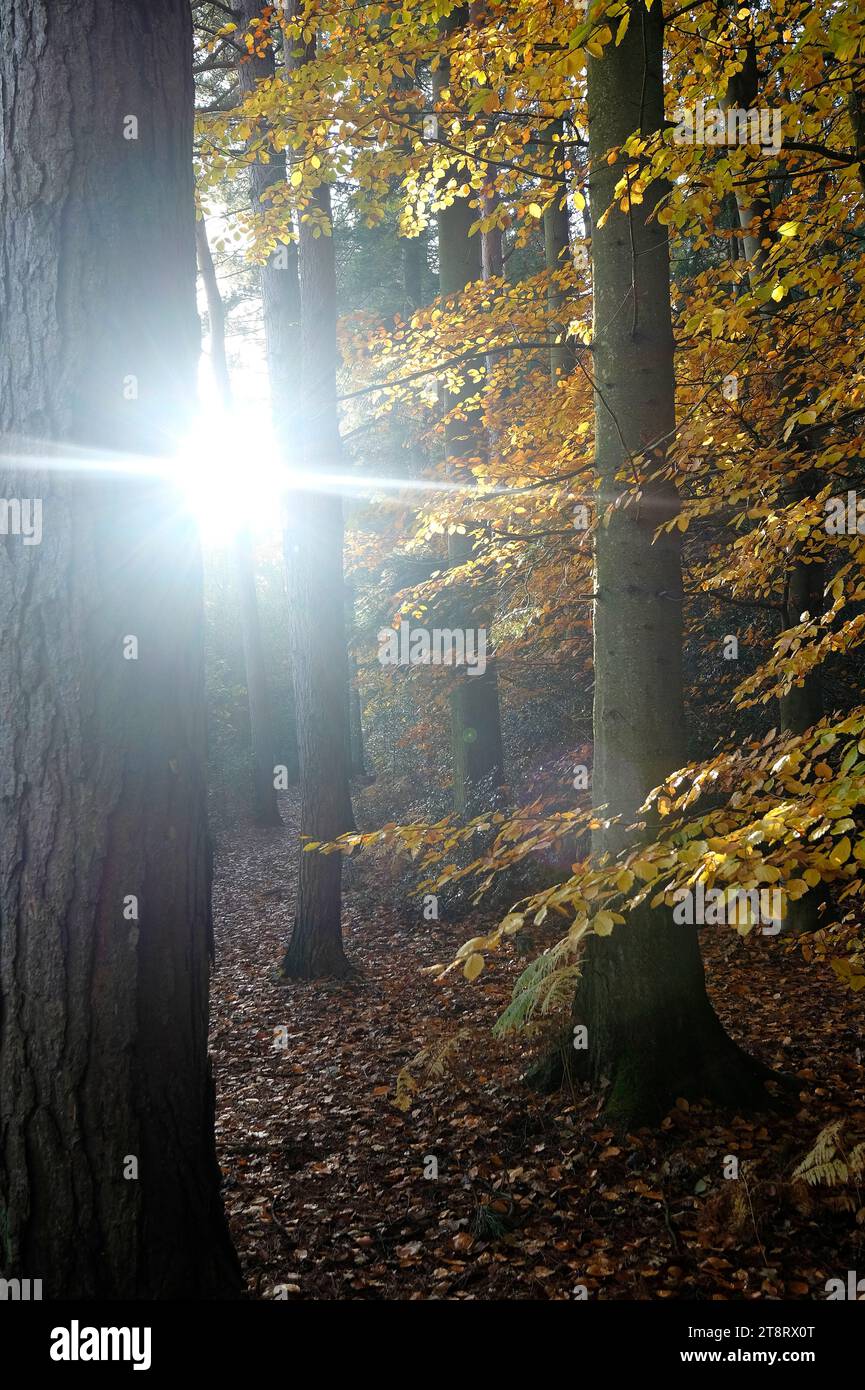 sunburst tra gli alberi in autunno bosco, norfolk, inghilterra Foto Stock