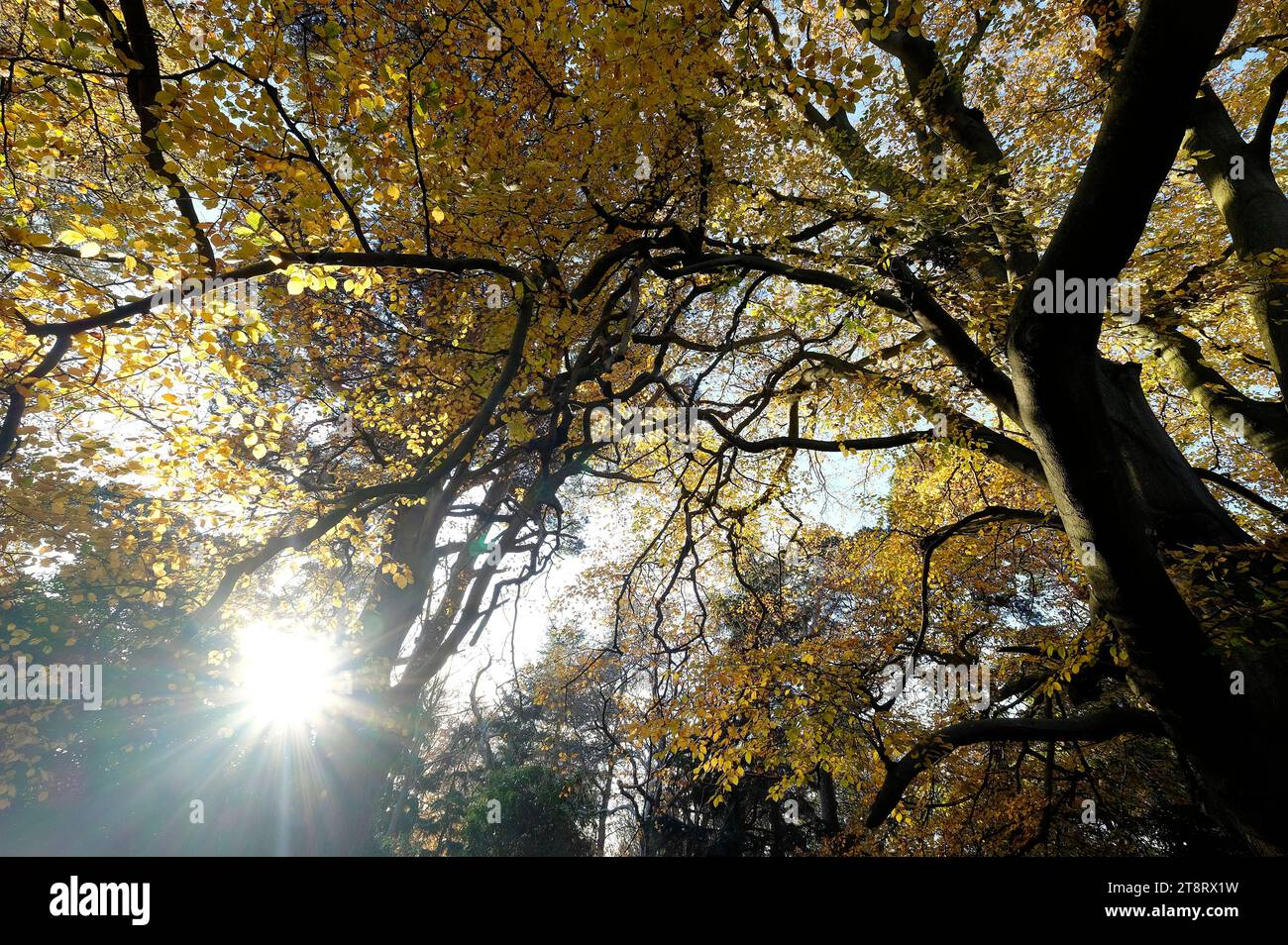 sunburst tra gli alberi in autunno bosco, norfolk, inghilterra Foto Stock