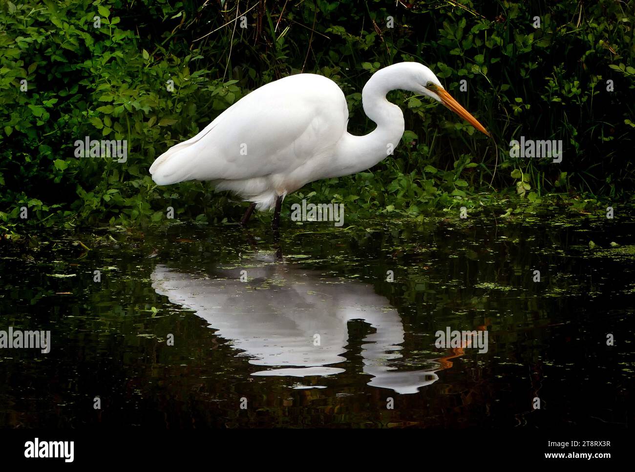 Airone bianco (Egretta alba modesta), Un grande airone bianco con un lungo becco giallo, lunghe gambe scure e collo molto lungo. Durante la riproduzione, il becco diventa grigio-nero e si sviluppano lunghi pennacchi filamentosi, principalmente sulla schiena. Durante il volo, l'airone bianco rimette la testa nelle spalle in modo che la lunghezza del collo sia nascosta, dando un aspetto stravagante. Quando cammina, l'airone bianco ha un'elegante posizione eretta che mostra l'estrema lunghezza del collo. Quando si riposa, è più brusco con la testa nascosta, rendendo l'uccello più ingombrante. Foto Stock