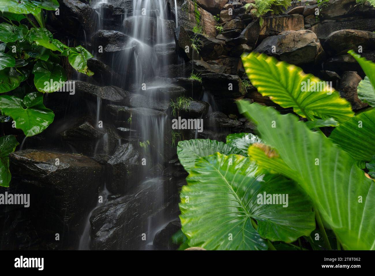 Cascata intima che abbellisce il paesaggio del Palmetum Santa Cruz Jardín Botanico, Teneˈɾife; Teneriffe, Isole Canarie, Spagna, turismo, sole invernale Foto Stock