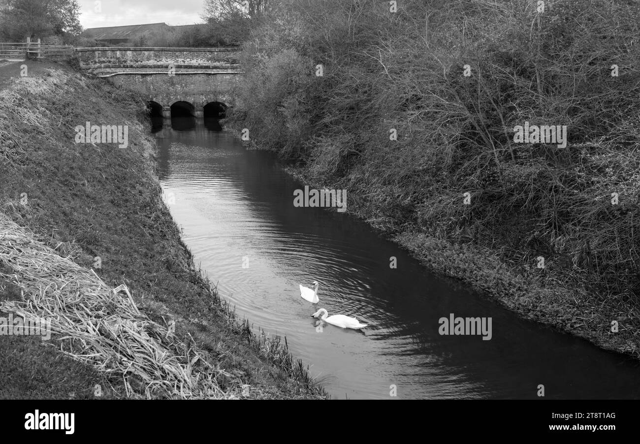 Due cigni selvatici che nuotano in un ambiente tranquillo a Beverley e Barmston Drain in un tranquillo Morning inn Beverley, Yorrkshire, Regno Unito. Foto Stock