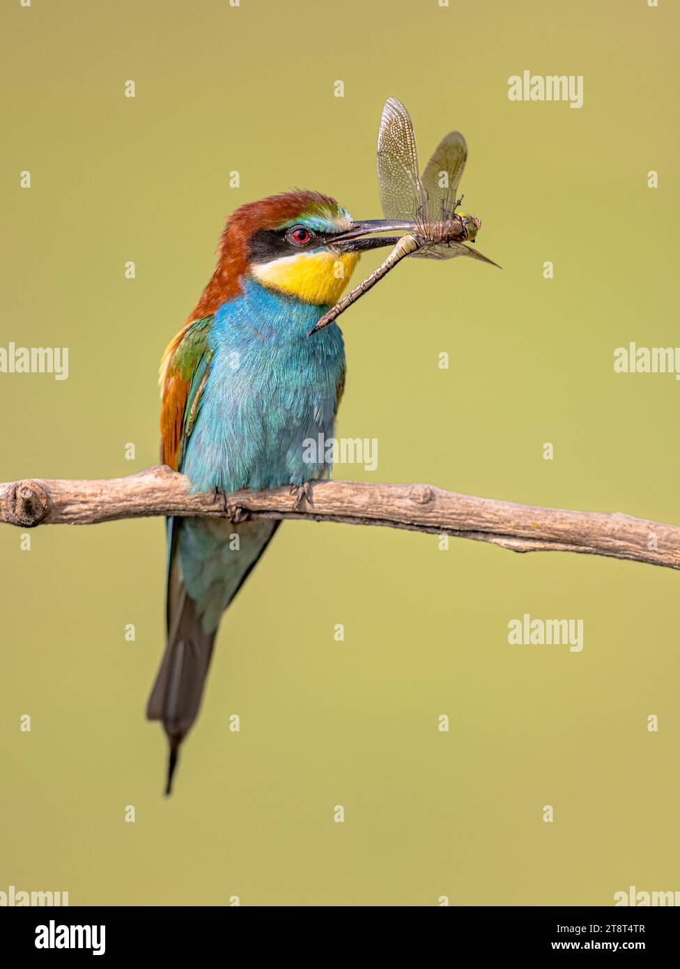 European Bee-Eater (Merops apiaster) arroccato su Branch con libellula in Bill vicino alla Colonia di riproduzione. Questo uccello nidifica nell'Europa meridionale e in alcune parti Foto Stock