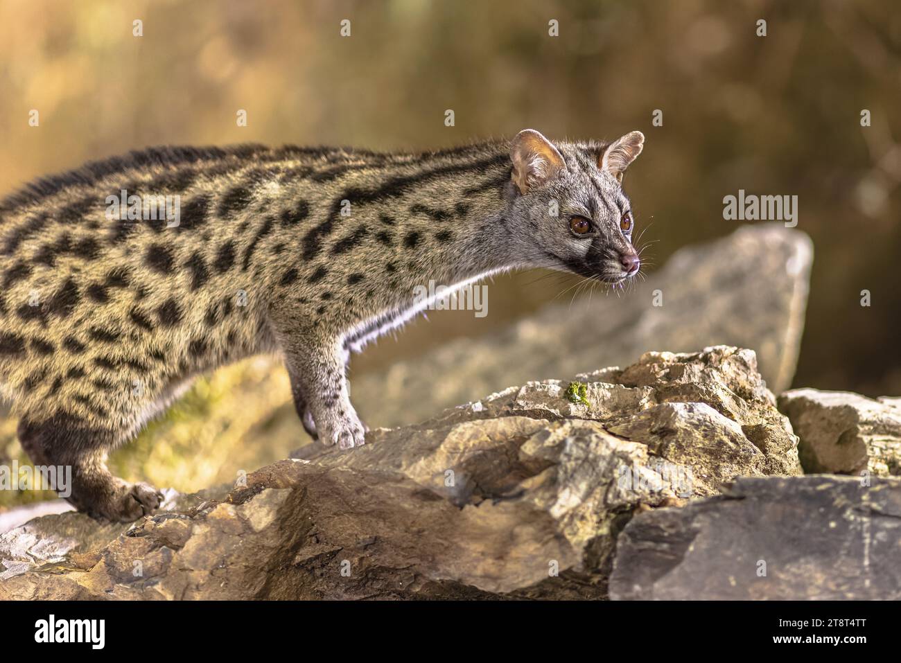 Genet comune (Genetta genetta) sul ramo nel buio della notte. Gatto selvatico a caccia di preda nella foresta spagnola. Fauna selvatica scena della natura in Europa. Foto Stock