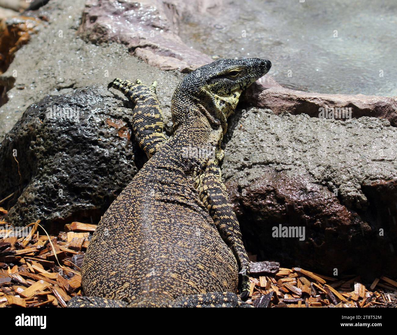 Lace monitor rettile lucertola adagiata su una roccia Foto Stock