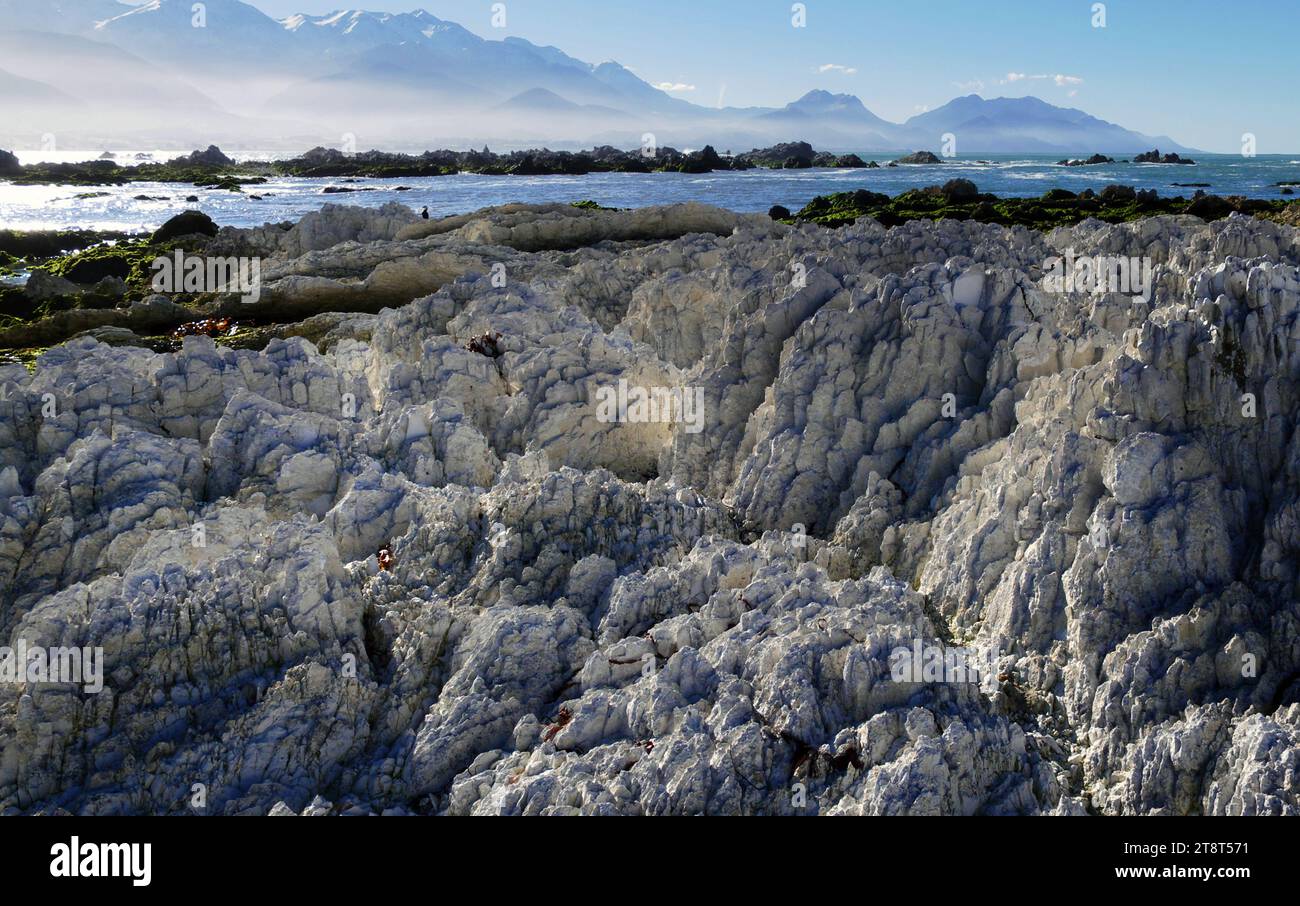 Costa di Kiakoura. Nuova Zelanda, rocce calcaree verticali piegate inclinate dell'Oligocene sulla costa di Kaikoura South Island nuova Zelanda Foto Stock