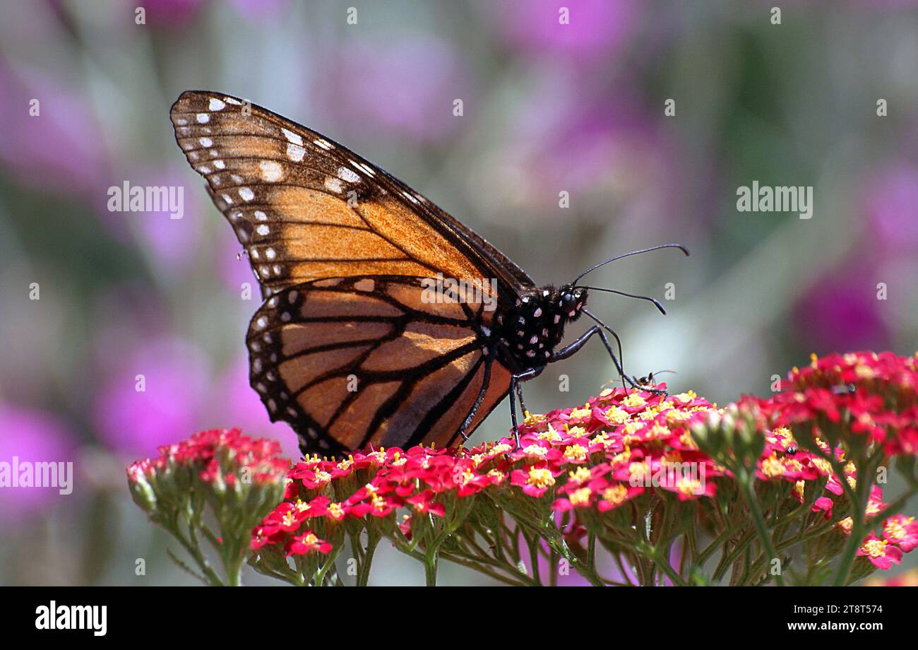 Monarch (Danaus plexippus), la farfalla monarch o semplicemente monarch è una farfalla di alghe latte della famiglia Nymphalidae. Altri nomi comuni a seconda della regione includono l'erba del latte, la tigre comune, il vagabondo e il marrone venato nero. Potrebbe essere la farfalla nordamericana più nota ed è considerata una specie di impollinatore iconica Foto Stock