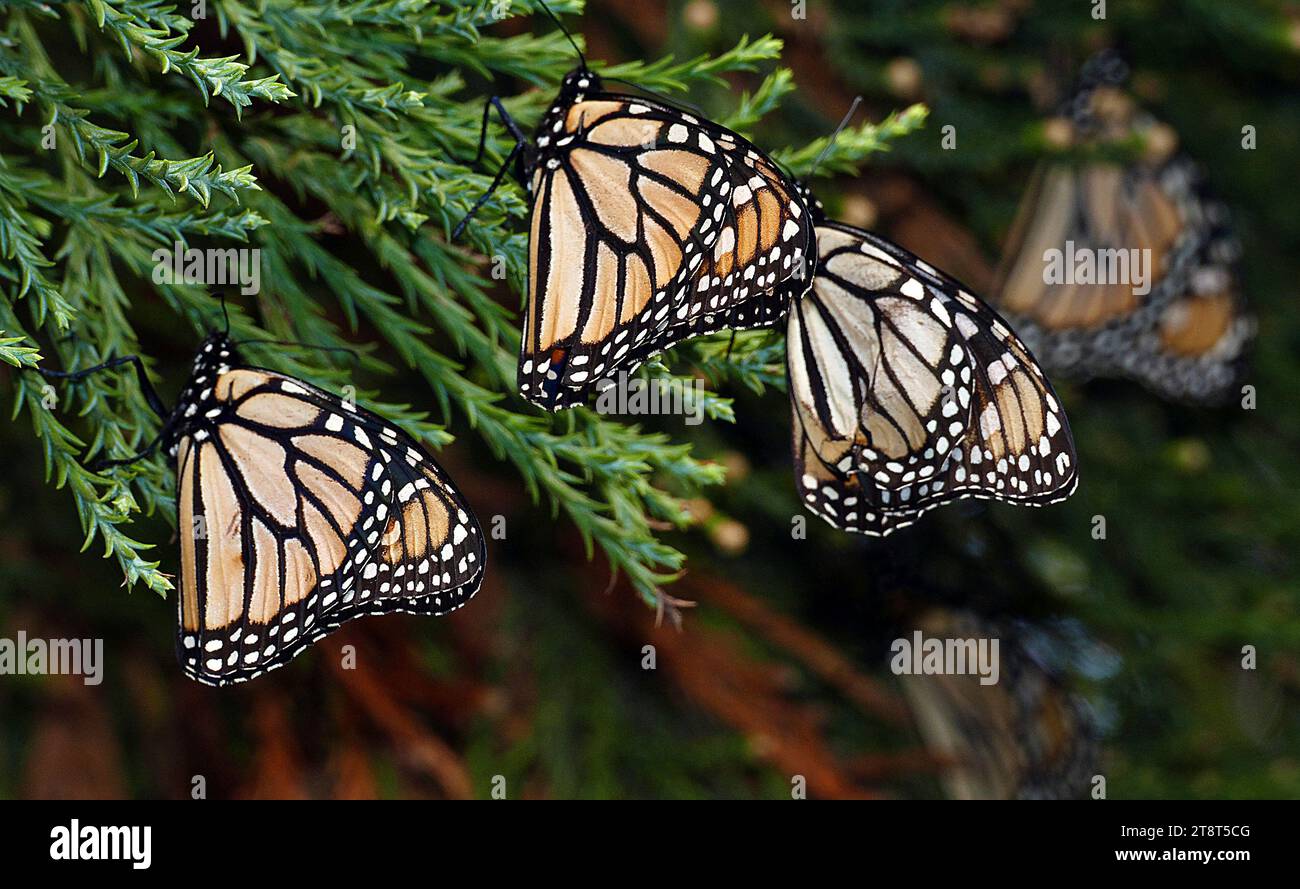 Le farfalle monarca, la farfalla monarca o semplicemente monarca è una farfalla di alghe latte della famiglia Nymphalidae. Altri nomi comuni a seconda della regione includono l'erba del latte, la tigre comune, il vagabondo e il marrone venato nero. Potrebbe essere la farfalla nordamericana più nota ed è considerata una specie di impollinatore iconica Foto Stock