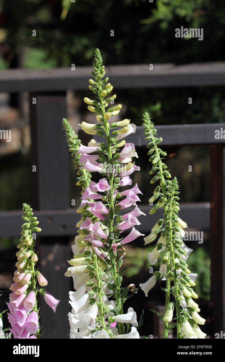 Fiori foxglove rosa e bianco sulle piante in un giardino Foto Stock