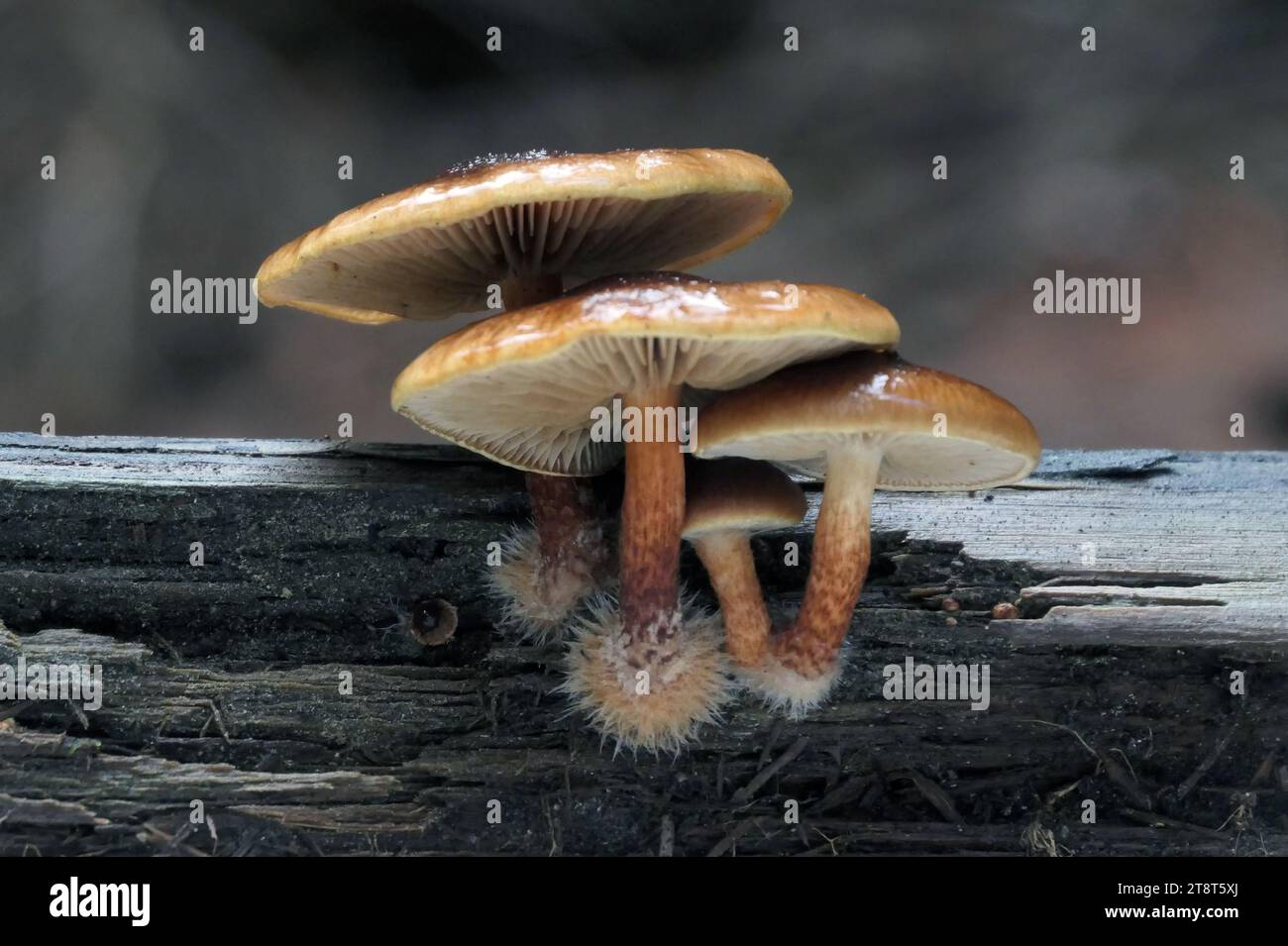 Pholiota sp, Pholiota è un genere di funghi carnosi di piccole e medie dimensioni della famiglia Strophariaceae. Si tratta di saprobe che in genere vivono sul legno. Il genere ha una distribuzione diffusa, soprattutto nelle regioni temperate, e contiene circa 150 specie Foto Stock