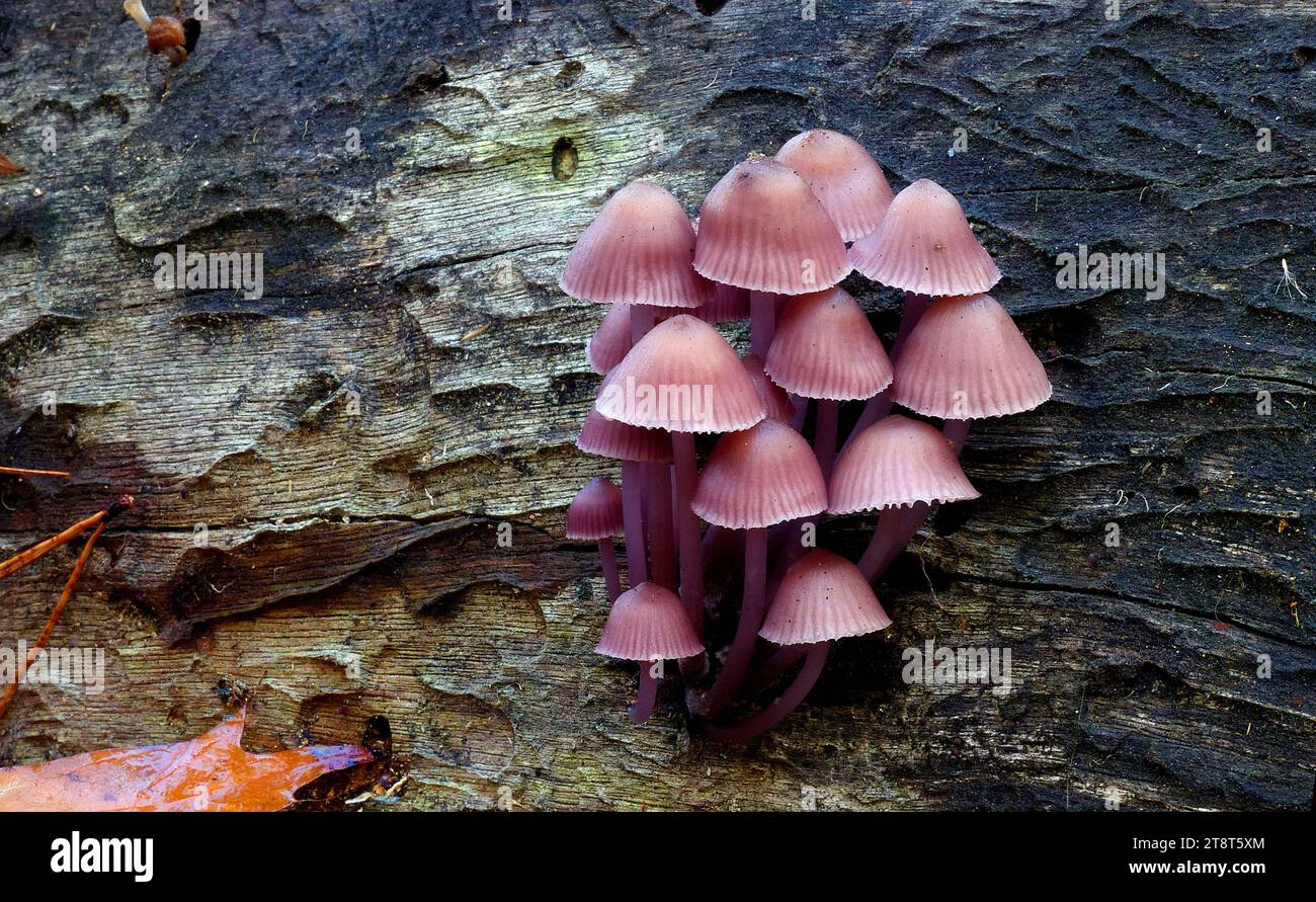 Mycena clarkeana, Mycena clarkeana è un piccolo fungo saprofitico, un membro dei funghi brandizzati. Cresce in gruppi su legno morto nella foresta dicotiledonosa di podocarpe di pianura in tutta la nuova Zelanda in autunno e all'inizio dell'inverno. Può anche crescere sul legno degli alberi introdotti Foto Stock
