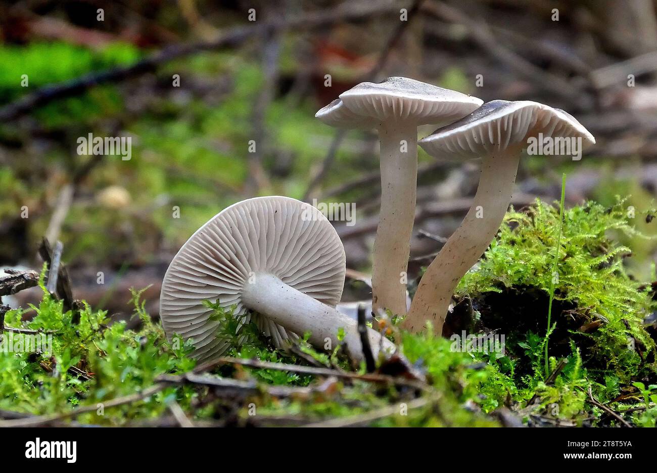 Tricholoma virgatum, Tricholoma virgatum, comunemente noto come cavaliere di cenere, è un fungo del genere agarico Tricholoma. Fu descritto per la prima volta scientificamente come Agaricus virgatus da Elias Fries nel 1818, e successivamente trasferito al genere Tricholoma da Paul Kummer nel 1871. Si trova nelle foreste decidue e conifere dell'Europa e del Nord America. Il fungo è immangiabile, ipotizzato velenoso, ha un sapore amaro e pepato e un odore di muffa Foto Stock