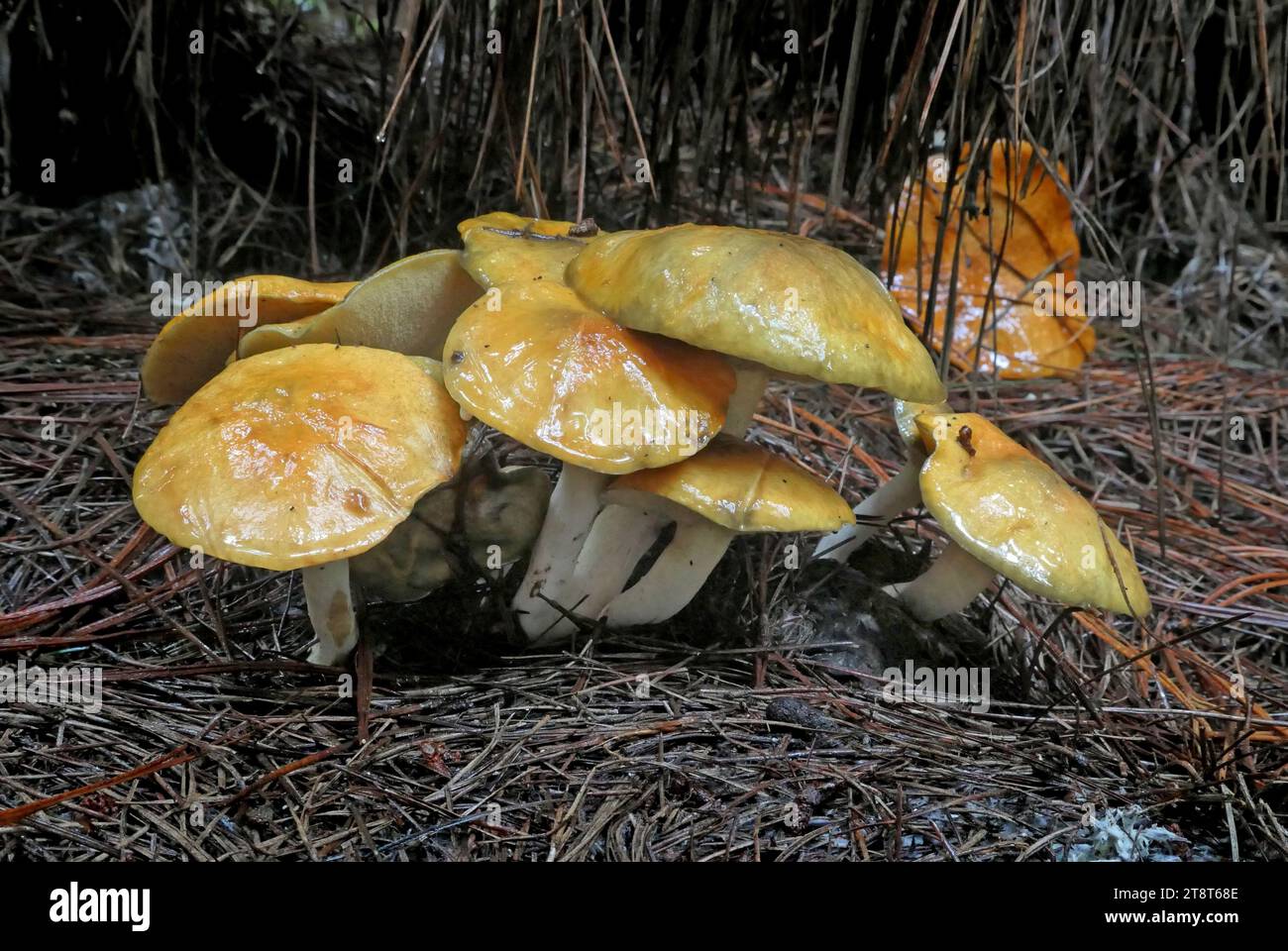Suillus sp, Suillus è un genere di funghi basidiomycete della famiglia delle Suillaceae e dell'ordine Boletales. Le specie del genere sono associate agli alberi della famiglia dei pini e sono per lo più distribuite in località temperate nell'emisfero settentrionale, anche se alcune specie sono state introdotte nell'emisfero meridionale Foto Stock