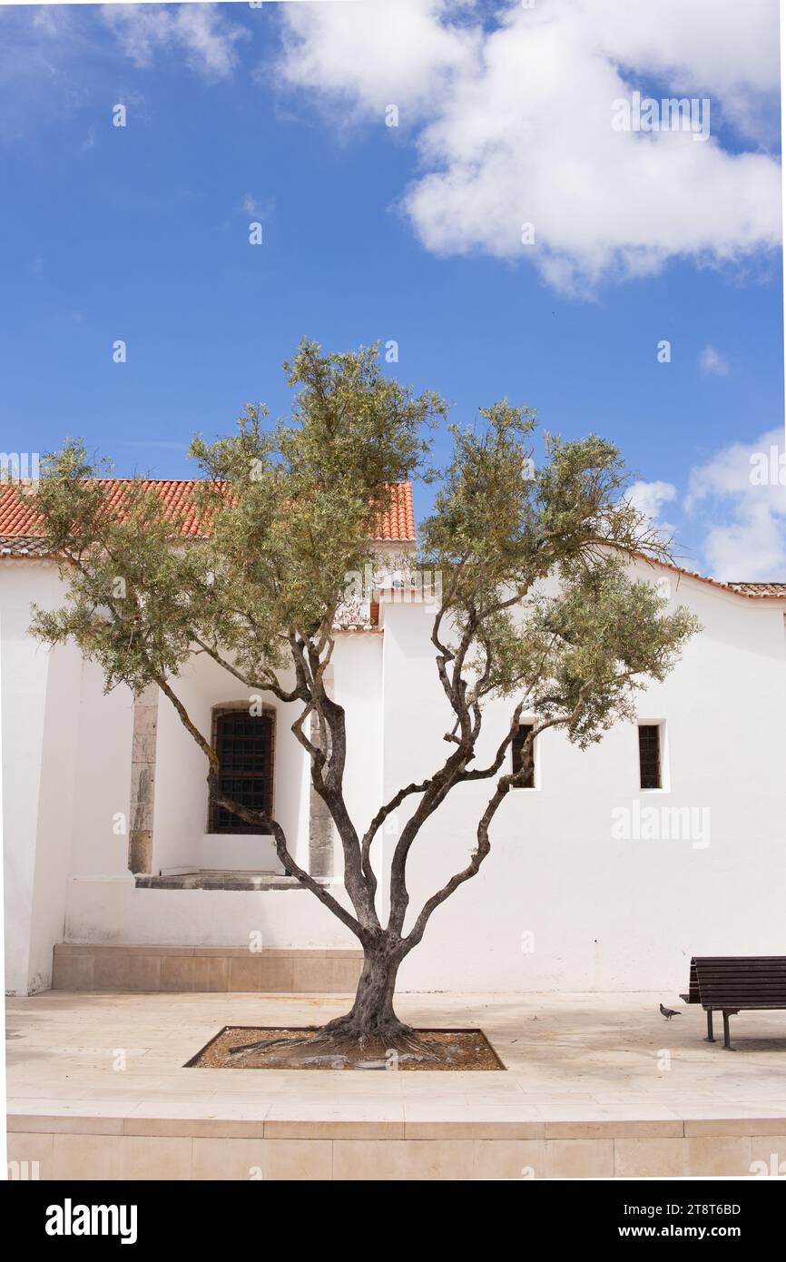 Un semplice e bellissimo albero ramificato in un tranquillo quartiere di Lisbona, capitale del Portogallo Foto Stock