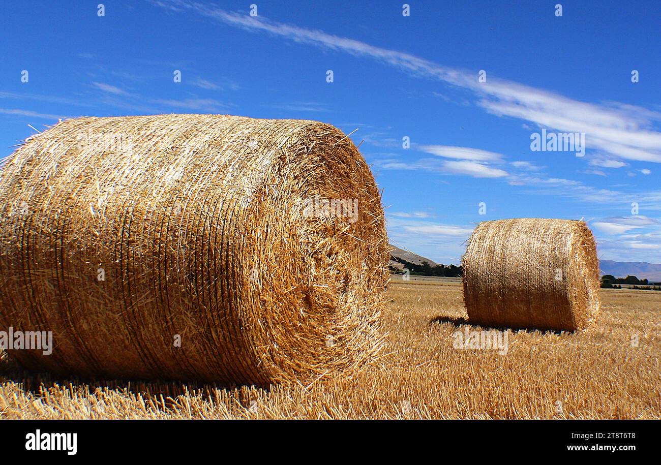 Haybales, gli agricoltori che hanno bisogno di produrre grandi quantità di fieno, probabilmente sceglieranno presse che producono balle molto più grandi, massimizzando la quantità di fieno che è protetto dagli elementi. Le balle grandi sono disponibili in due tipi: Tonde e quadrate. Le balle quadrate grandi, che possono pesare fino a 1.000 kg (2.200 lb), possono essere impilate e sono più facili da trasportare sui dumper. Le balle rotonde grandi, che generalmente pesano da 300 a 400 chilogrammi (660–880 lb), sono più resistenti all'umidità e confezionano il fieno più densamente (soprattutto al centro). Foto Stock