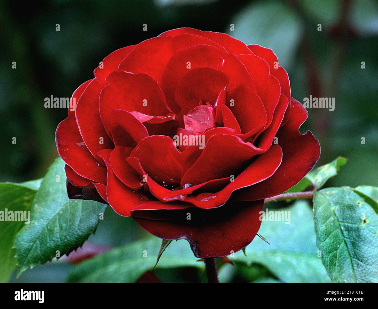 Lavaglut rose, Lavagult, tedesco per bagliore di lava, non è un nome facile, ma è una rosa grandiosa. Grandi gruppi luminosi di rosso intenso e vellutato sembrano "eruttare" continuamente da una coperta di foglie verdi lucide, creando un display che scalderà il tuo cuore Foto Stock