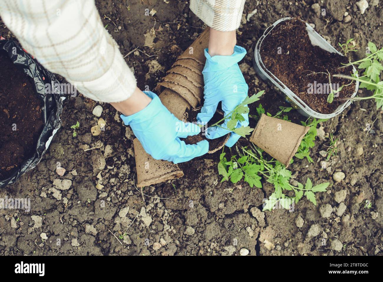 Donna indossa guanti blu che lavora in giardino, piantando pomodori verdi freschi Foto Stock