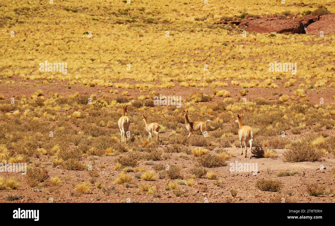 Mandria di Vicunas selvatiche pascolo sul deserto arido della riserva nazionale di Los Flamencos nella regione di Antofagasta del Cile settentrionale, Sud America Foto Stock