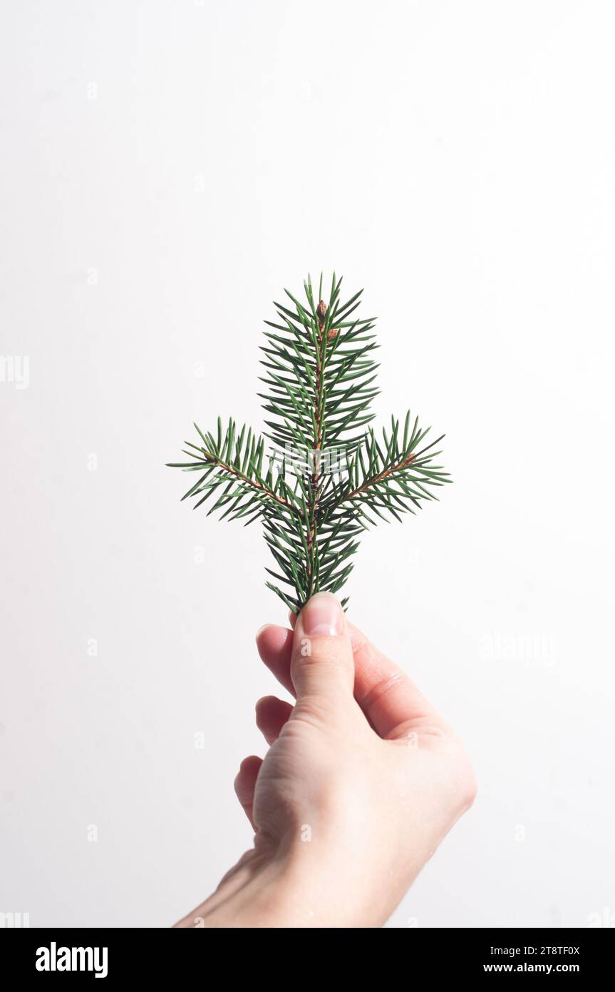 confezione regalo in carta ecologica marrone con mani su sfondo bianco con rami di pino minimalista spazio copiato stile di vita isolato Foto Stock