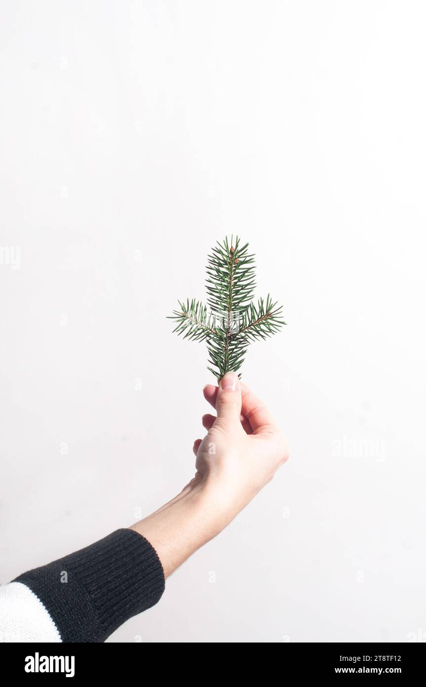 confezione regalo in carta ecologica marrone con mani su sfondo bianco con rami di pino minimalista spazio copiato stile di vita isolato Foto Stock