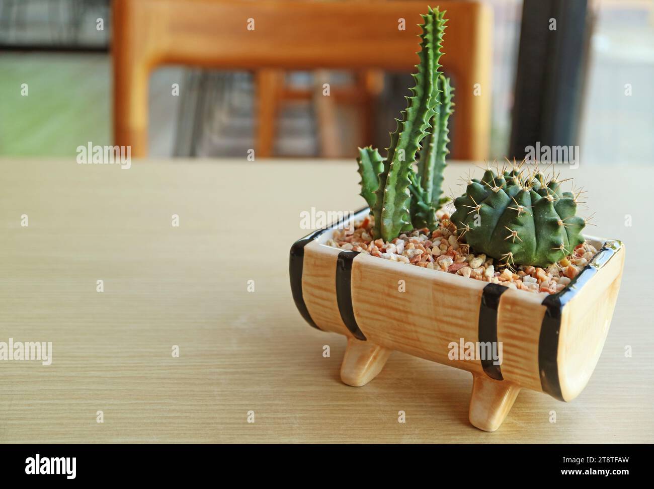 Cactus e Cactus del Castello delle fate in vaso e Chin Cactus di Dwarf isolati su tavola di legno Foto Stock