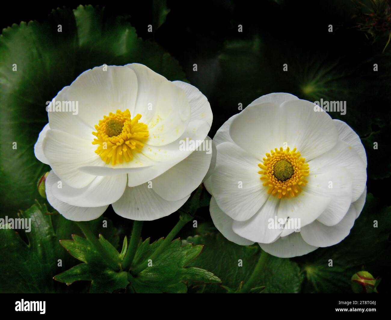 Mount Cook Lilies (7), una gemma fiorita della nuova Zelanda è il giglio del Monte Cook (Ranunculus lyallii), questa pianta alpina è in realtà una farfalla ma, a differenza della maggior parte delle tazze, produce fiori con puri petali bianchi. È meglio coltivato in un clima fresco, in un luogo con un ottimo drenaggio Foto Stock