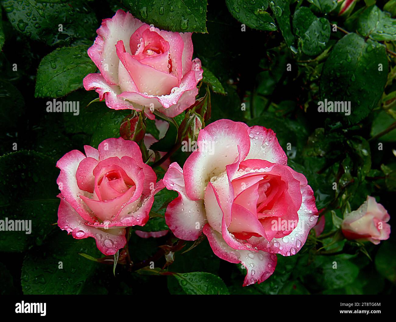 Lampone Ice, una rosa floribunda con un'abitudine diffusa che produce spruzzi di meravigliose fioriture di rosa e bianco, con contorni spettacolari di rosso; il folto verde scuro fornisce il contrasto perfetto per rendere questo arbusto davvero unico Foto Stock