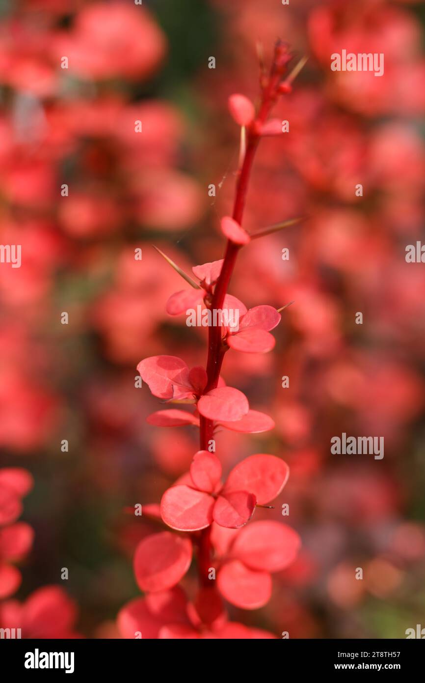 Una macro shot di messa a fuoco selettiva di Orange Rocket Barberry, Berberis thunbergii "Orange Rocket" Foto Stock