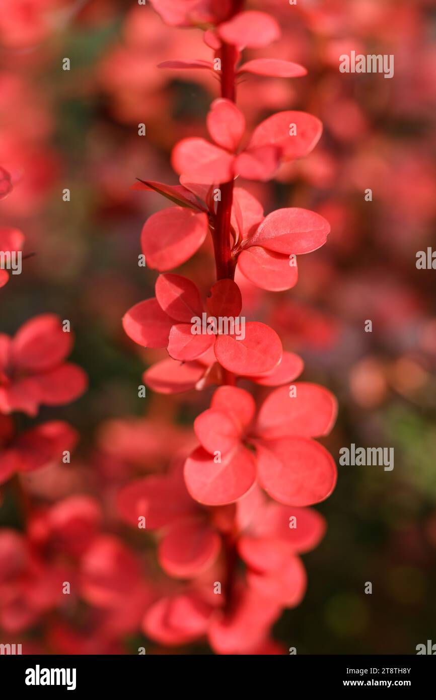 Una macro shot di messa a fuoco selettiva di Orange Rocket Barberry, Berberis thunbergii "Orange Rocket" Foto Stock