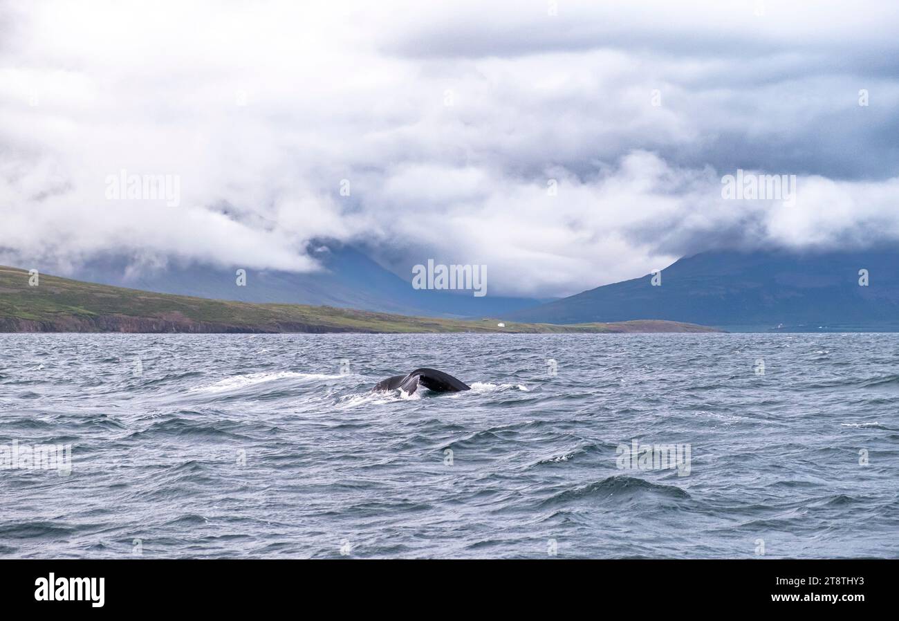 Tour di avvistamento delle balene, trematode delle megattere (Megaptera novaeangliae), Husavik, Islanda settentrionale, Islanda Foto Stock