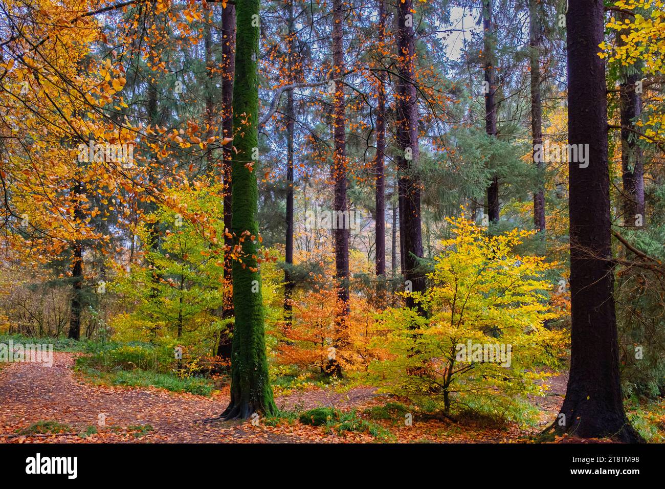 Coed Tan Dinas Walk. Sentiero attraverso i boschi del Gwydir Forest Park con alberi di abete giganti Douglas in autunno. Betws-y-Coed, Conwy, Galles, Regno Unito, Gran Bretagna Foto Stock