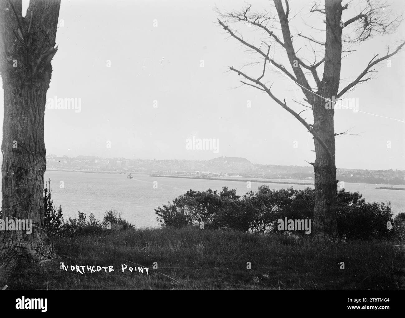 Northcote Point, Northcote, Auckland, nuova Zelanda, Vista da Northcote Point guardando a sud-est verso Auckland, nuova Zelanda in lontananza. Un traghetto può essere visto avvicinarsi ad Auckland, nuova Zelanda. Gli alberi sono in primo piano Foto Stock