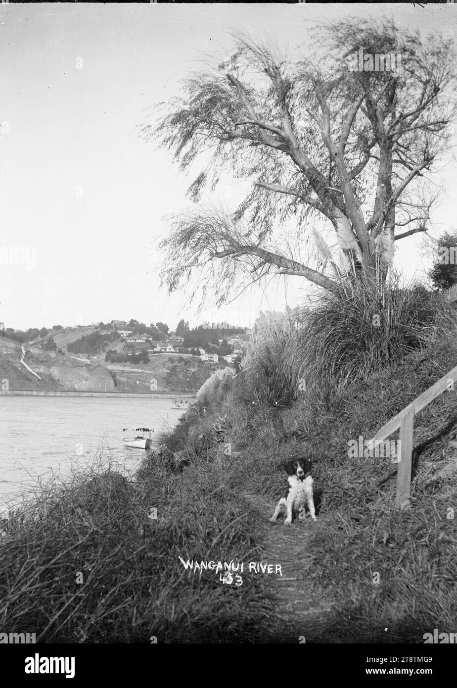 Vista del fiume Whanganui, vicino a Wanganui, città della nuova Zelanda, Vista del fiume Whanganui, vicino a Wanganui, città della nuova Zelanda. Un cane è seduto su un sentiero stretto accanto al fiume, con un corrimano che scende giù da una collina a destra. Un certo numero di case sono visibili sulla collina oltre il fiume Foto Stock