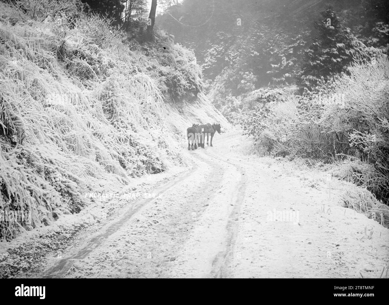 Vista di Energic Road, vicino a Inangahua, Vista di Energic Road, che probabilmente porta all'Energic Mine vicino a Inangahua e Reefton. Un uomo sta in piedi con due cavalli in un angolo della strada Foto Stock