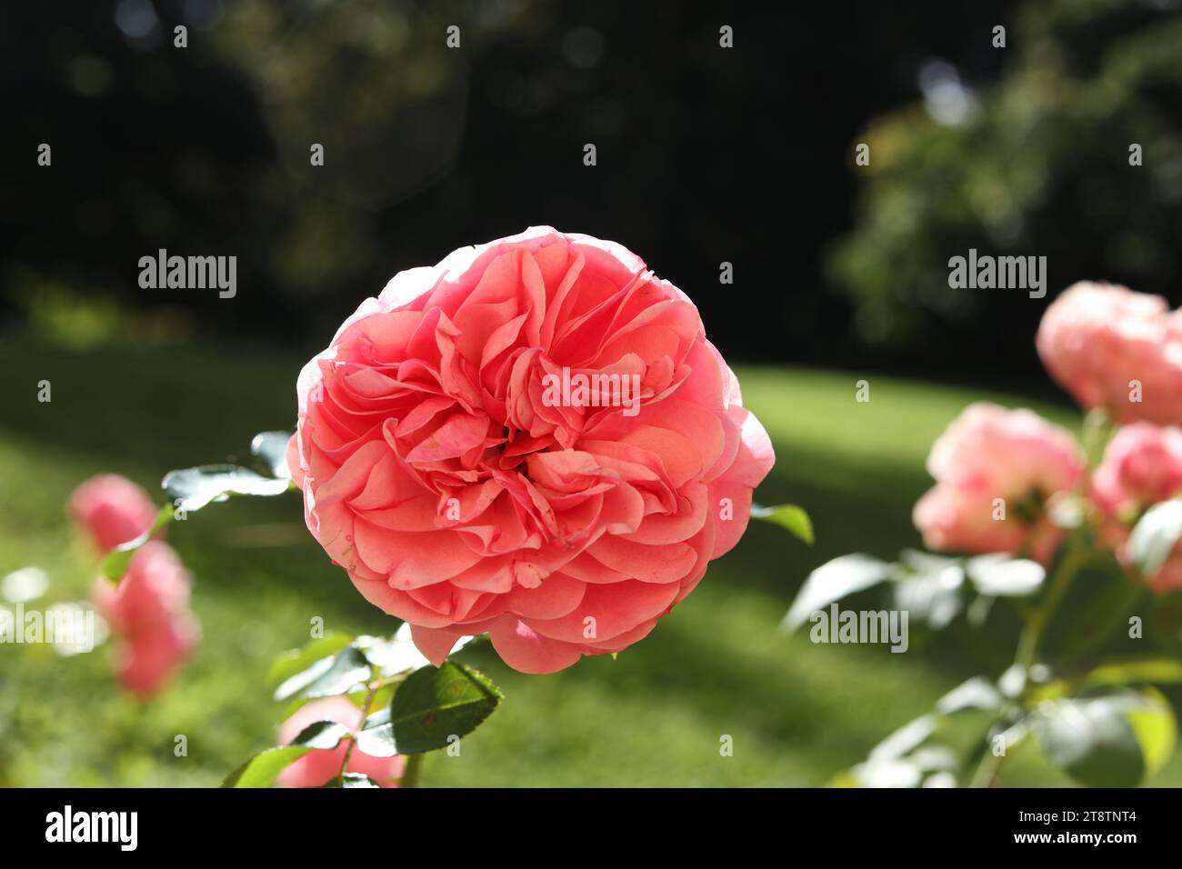 Un primo piano di Rosa centifolia, la rosa di Provenza, la rosa di cavoli o la rosa di mai nel giardino autunnale Foto Stock