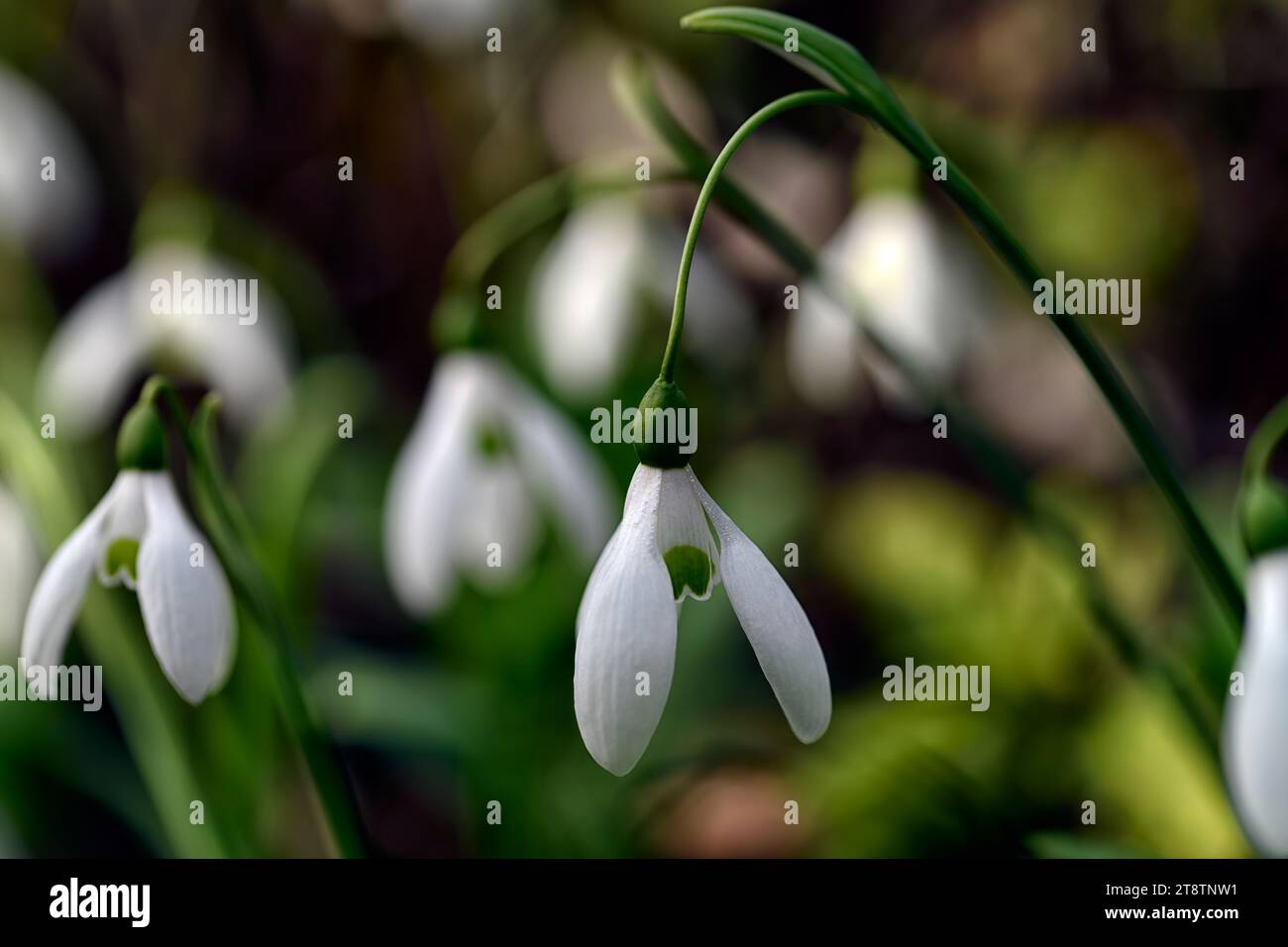 Galanthus Green Comet, grande ibrido con pedicels lunghi, pedicel lungo, snowdrop ibrido; galanthus ibrido; gocce di neve ibride; ibridi; snowdrop; gocce di neve; Foto Stock