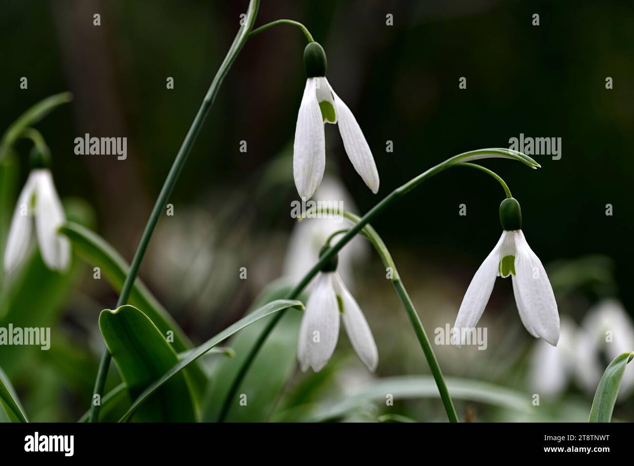 Galanthus Elwesii Comet,ibrida snowdrop; ibrida galanthus; ibrida snowdrop; nevicate; primavera; fiore; fiori, pedicel ad arco lungo, pedico ad arco lungo Foto Stock