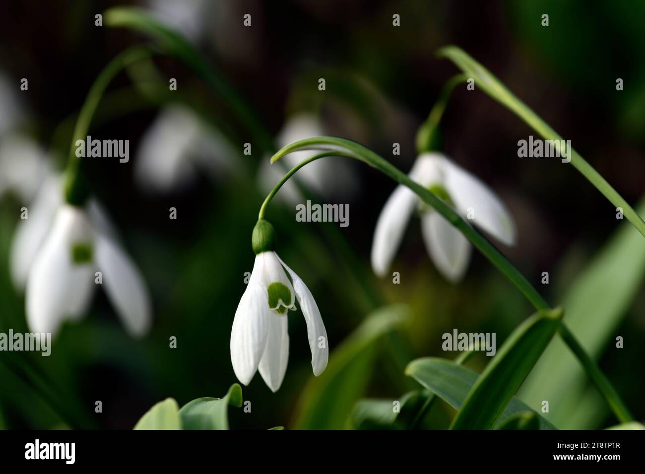 Galanthus Green Comet, grande ibrido con pedicels lunghi, pedicel lungo, snowdrop ibrido; galanthus ibrido; gocce di neve ibride; ibridi; snowdrop; gocce di neve; Foto Stock