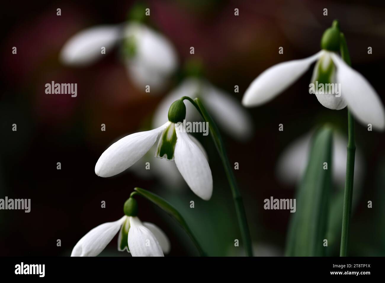 Galanthus plicatus John Long, ibrido galanthus; nevicate ibride; ibridi; neve; gocce di neve; primavera; fiore; fiori; RM Floral Foto Stock