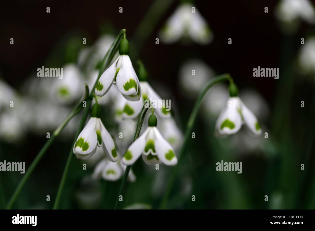 Galanthus Trymming, piantine di Trym, fiore a forma di pagoda, galanthus ibrido; gocce di neve ibride; ibridi; gocce di neve; gocce di neve; primavera; fiore; fiori; RM Foto Stock