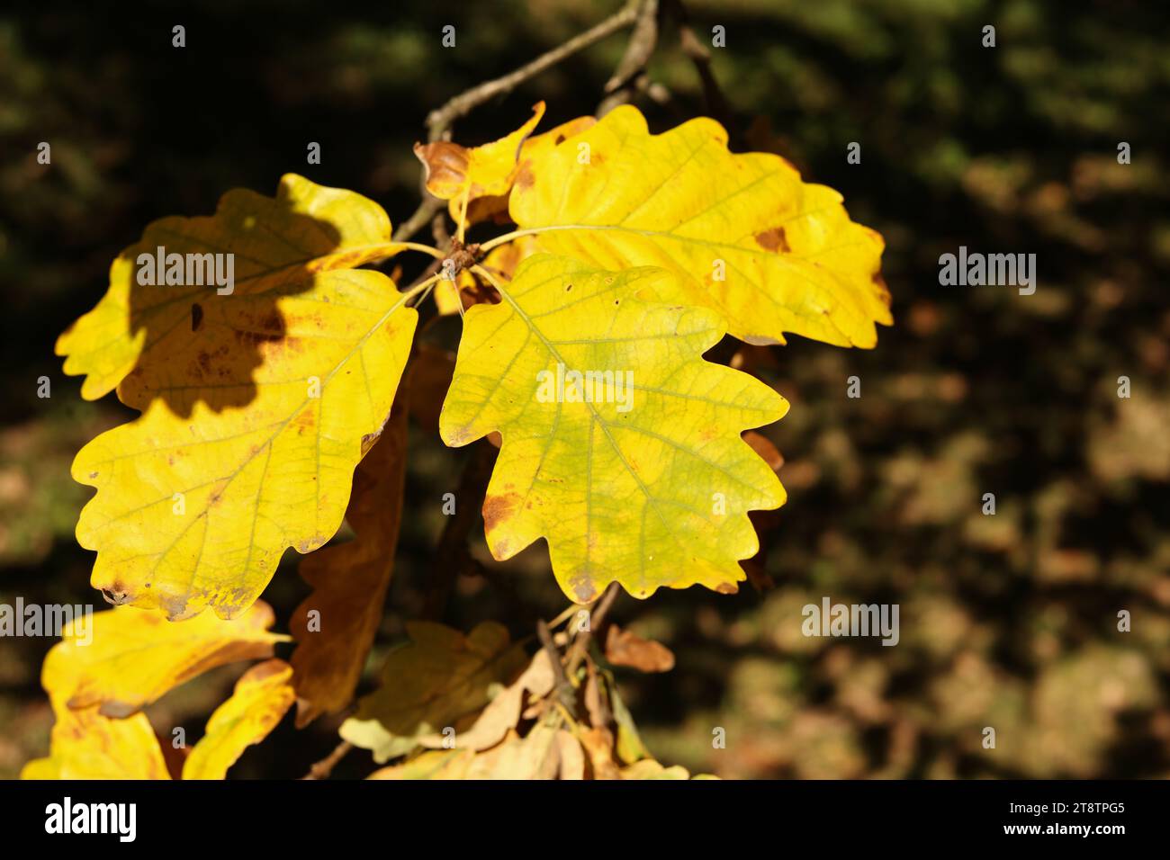 chiusura di foglie di quercia autunnale di colore giallo brillante al sole Foto Stock