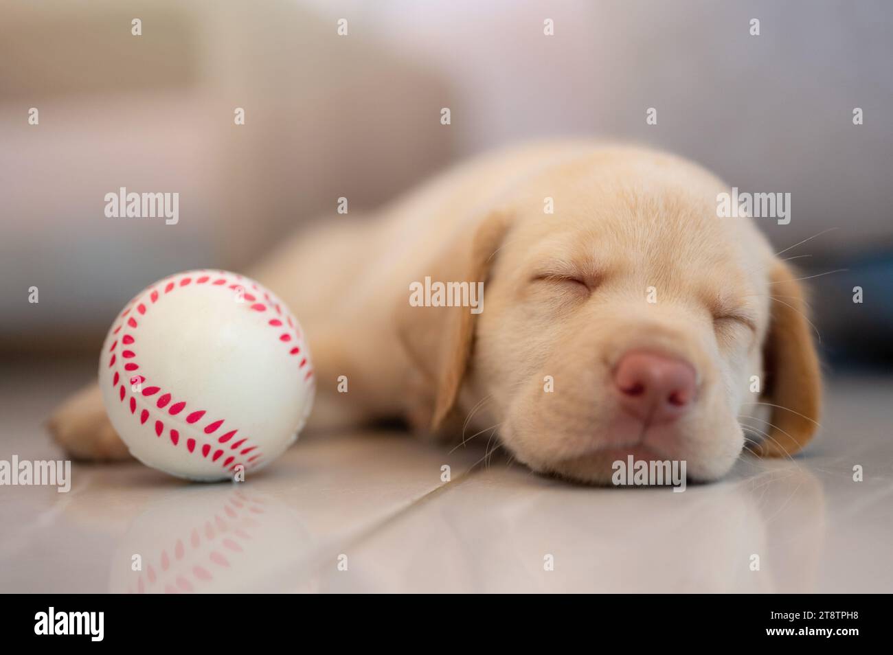 Brown labrador cucciolo dormi con la palla dopo aver giocato Foto Stock