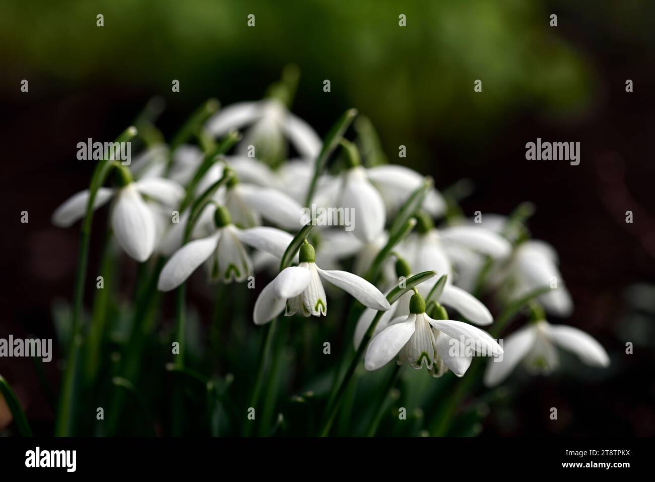Galanthus White Dream, ibrido galanthus; nevicate ibride; ibridi; gocce di neve; gocce di neve; primavera; fiori; RM Floral Foto Stock
