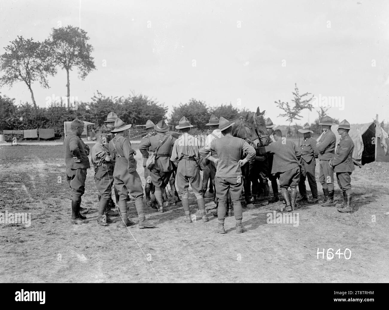 Soldati neozelandesi con cavalli tedeschi, prima guerra mondiale, soldati neozelandesi che ispezionavano due cavalli tedeschi che si erano infiltrati in territorio nemico durante la prima guerra mondiale Fotografia scattata a Louvencourt il 1 giugno 1918 Foto Stock