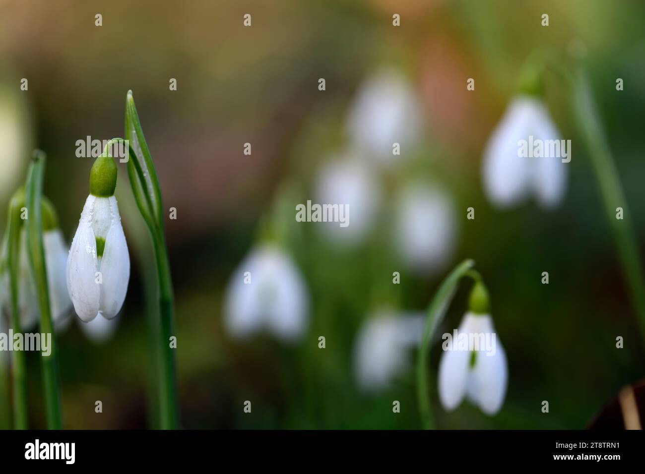 Comet Galanthus Elwesii; snowdrop ibrido; galanthus ibrido; snowdrop ibrido; snowdrop; primavera; fiore; fiori; pedicel ad arco lungo; pe ad arco lungo Foto Stock