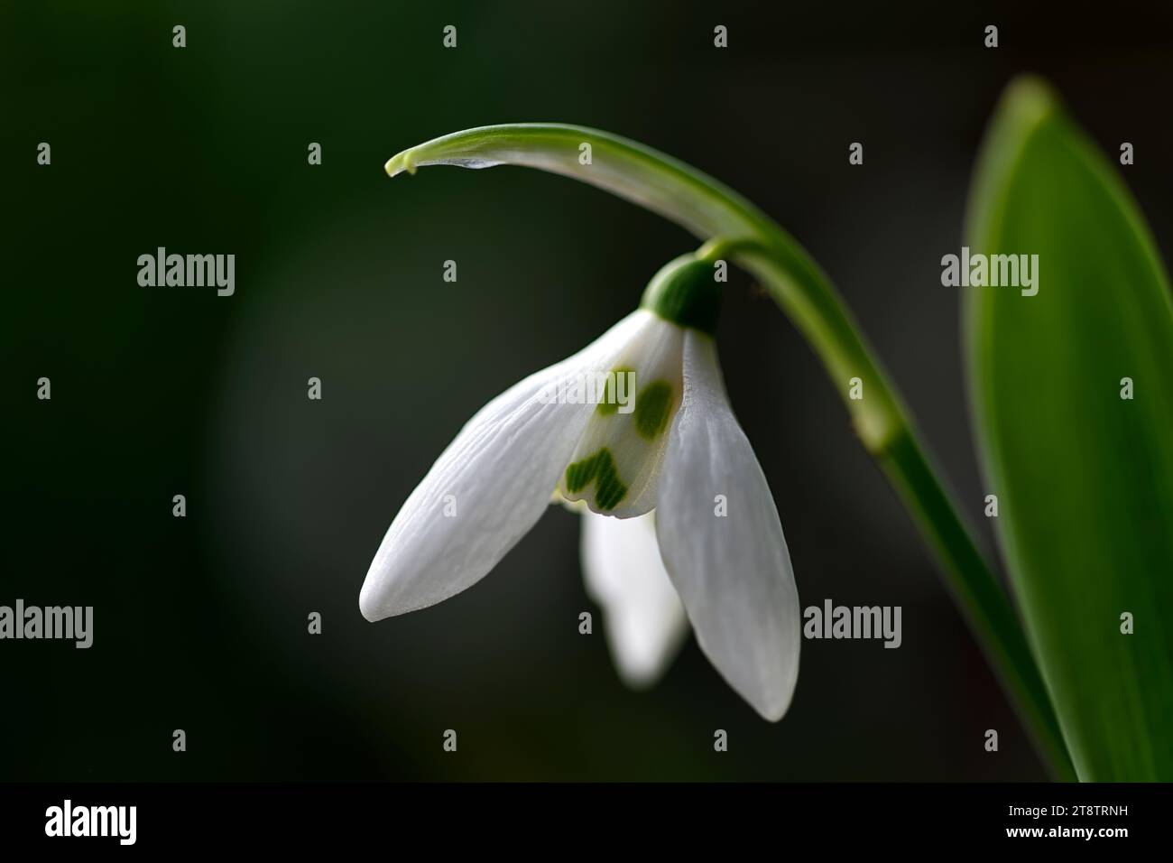 Galanthus Grumpy; neve ibrida; galanthus ibrida; neve ibrida; gocce di neve; primavera; fiore; fiori; RM Floral Foto Stock